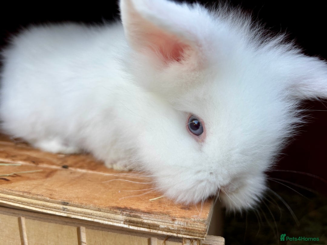 Lionhead rabbits for sale: Beautiful baby bunnies looking for an amazing home - Image 2