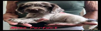 Miss Perfect
