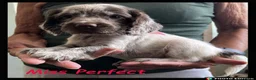 Cocker Spaniel dogs for sale: Stunning Cocker Spaniels 💥 - Advert 6