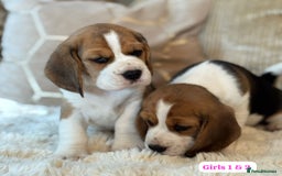 Beagle dogs for sale: ** STUNNING KC 5 GEN TRI COLOUR BEAGLEPUPS ** - Image 6