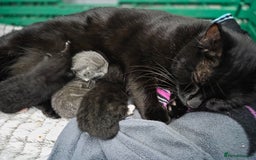 British Shorthair cats for sale: Mixed british - Image 3