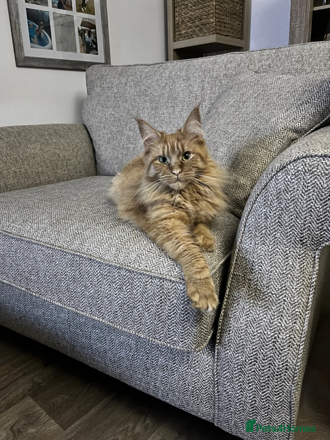 Maine Coon cats for sale: Beautiful Maine Coon Kittens - Advert 1