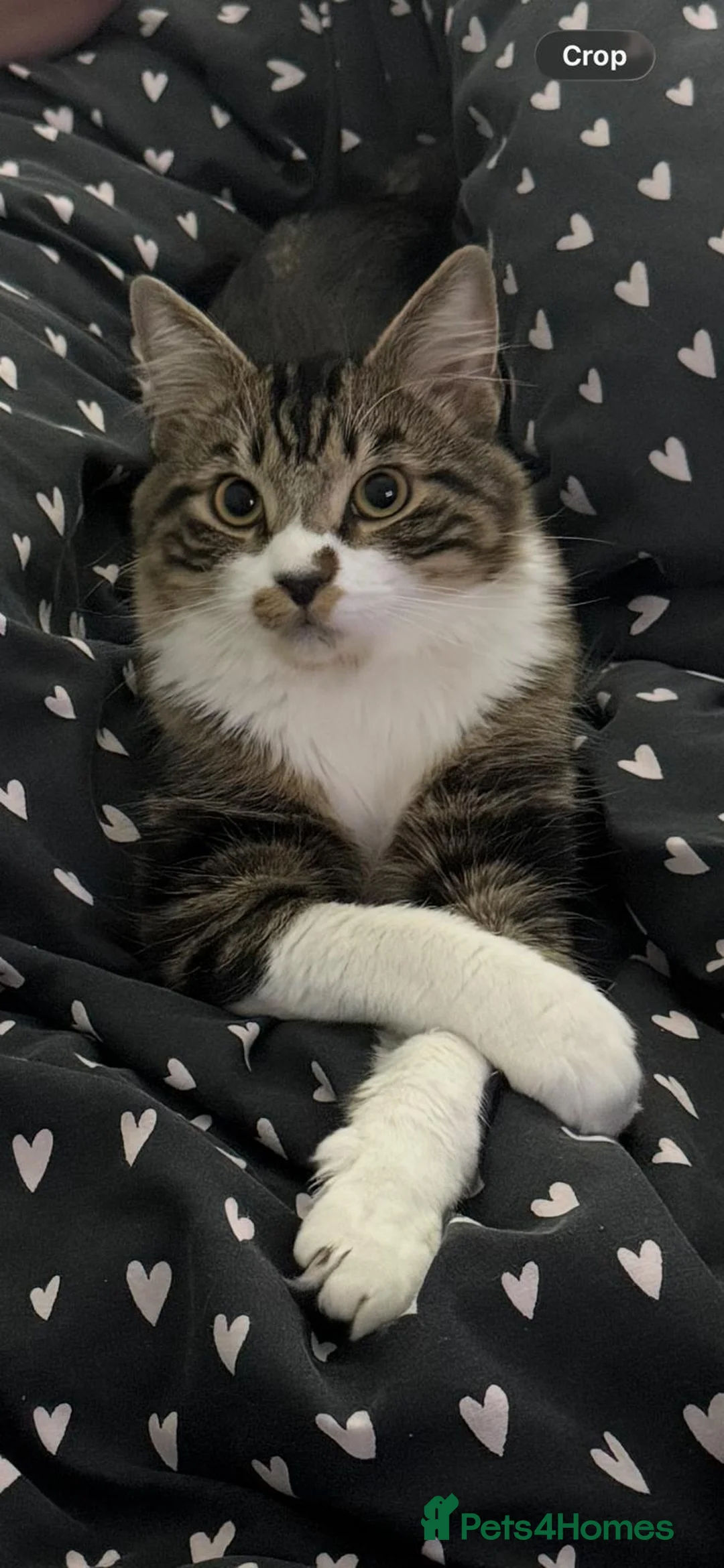 Domestic Shorthair cats for sale: 2 cats  - Advert 1