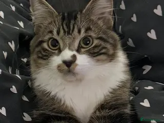 Domestic Shorthair cats 2 cats - Advert 12