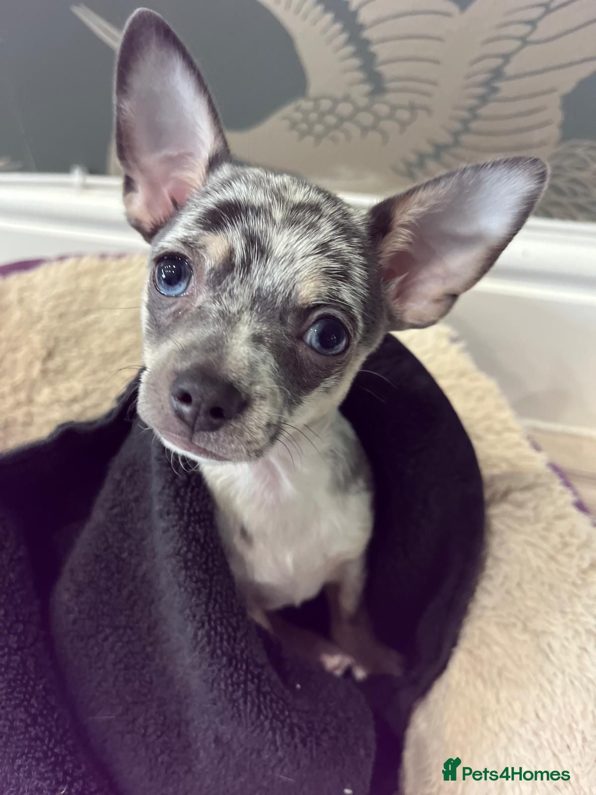 Chihuahua dogs Loving Home Needed for our blue eyed boy - Advert 14