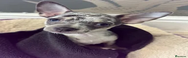 Loki