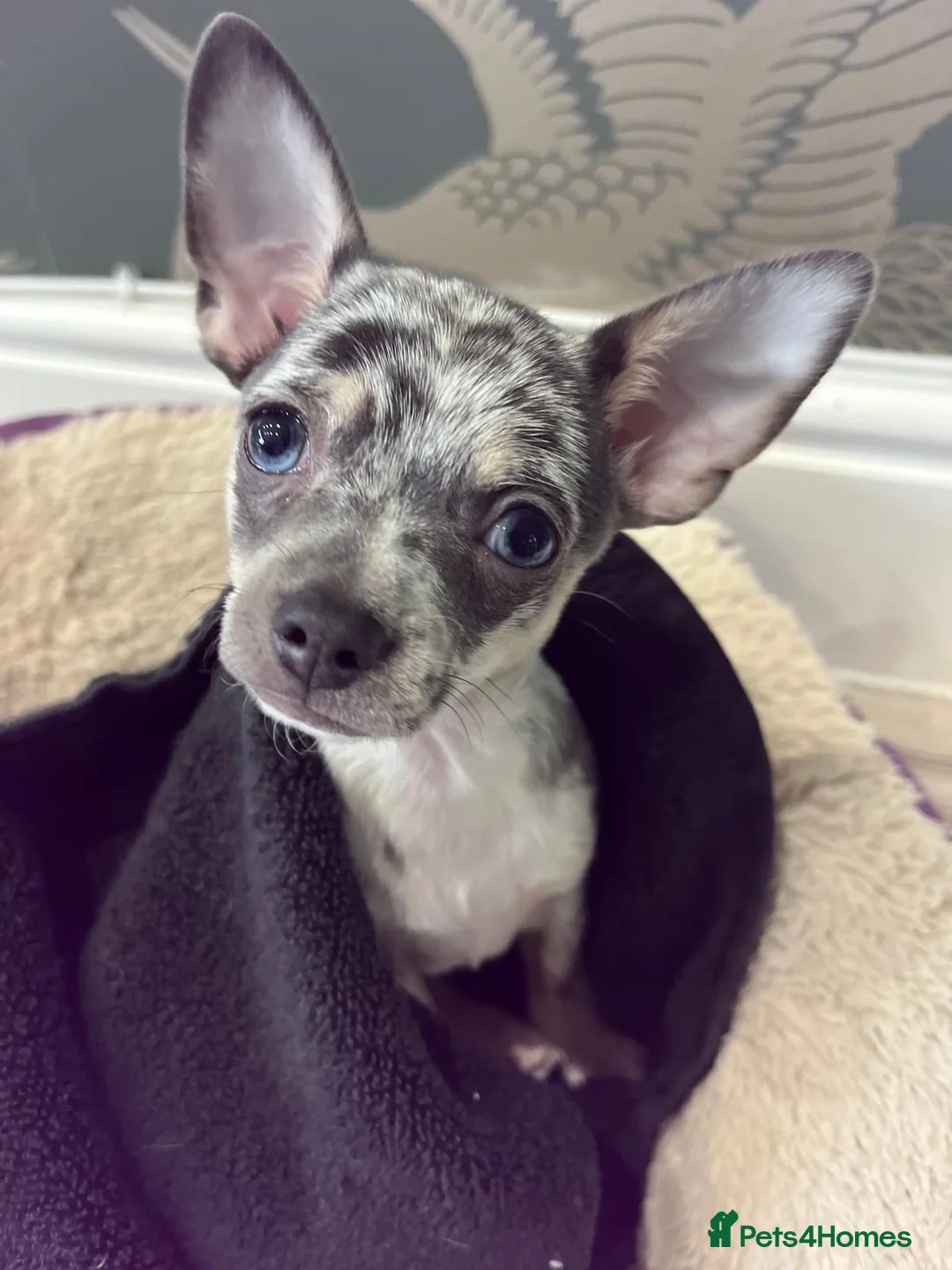 Chihuahua dogs for sale: Loving Home Needed for our blue eyed boy - Advert 1