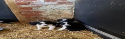 Border Collie dogs for sale: Beautiful Border Collie Pups - Advert 8