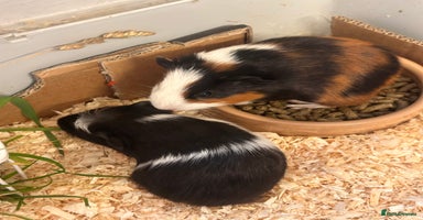 Guinea Pig rodents - Advert 12
