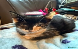 Savannah cats for sale: Beautiful female calico   - Image 12