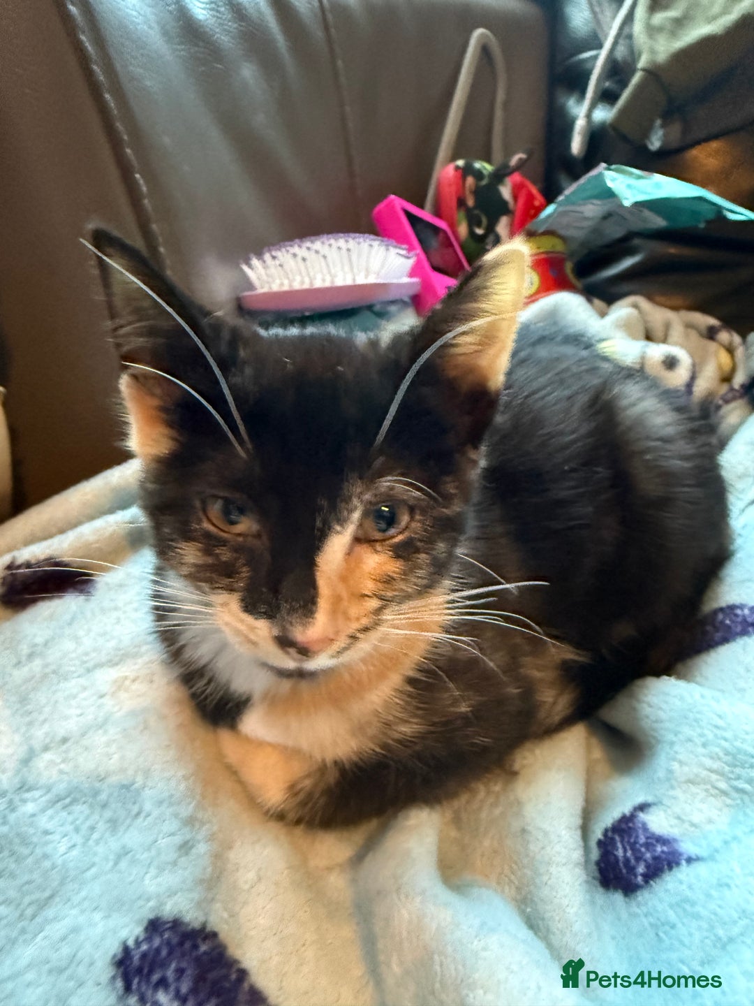 Savannah cats for sale: Beautiful female calico   - Image 12