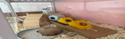 Hamster rodents for sale: Robo Hamster with two bucastate enclosures in Llanelli - Advert 3