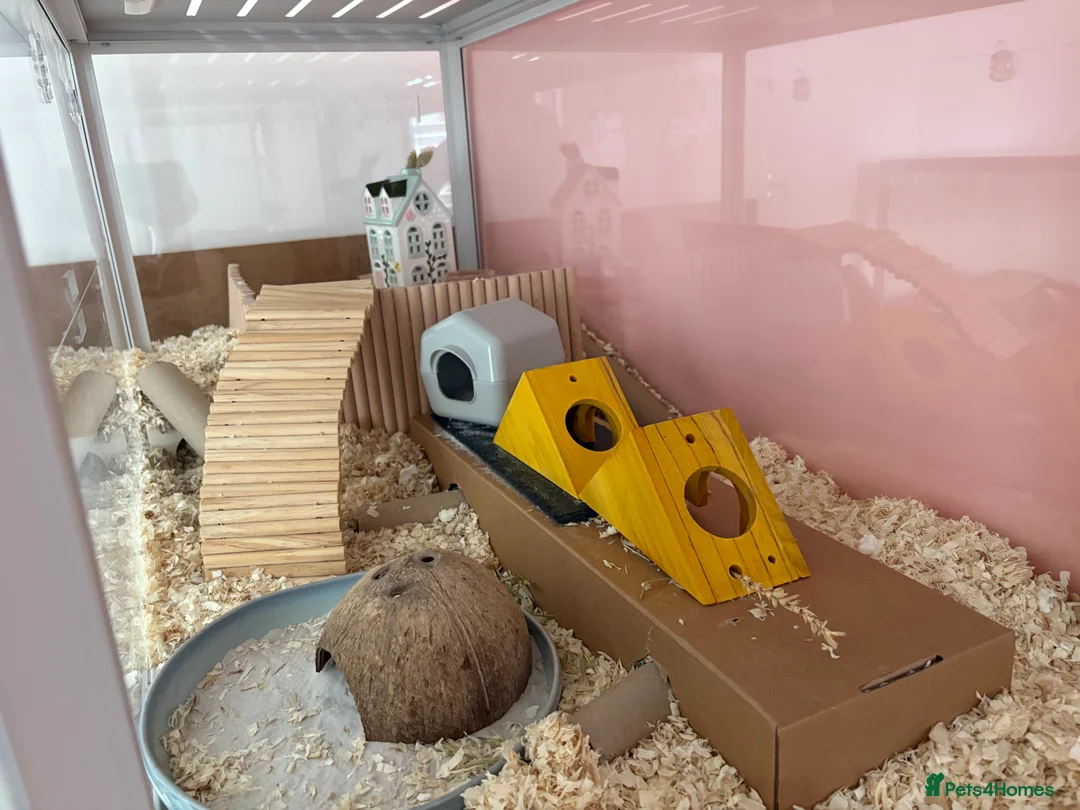Hamster rodents for sale: Robo Hamster with two bucastate enclosures in Llanelli - Advert 3