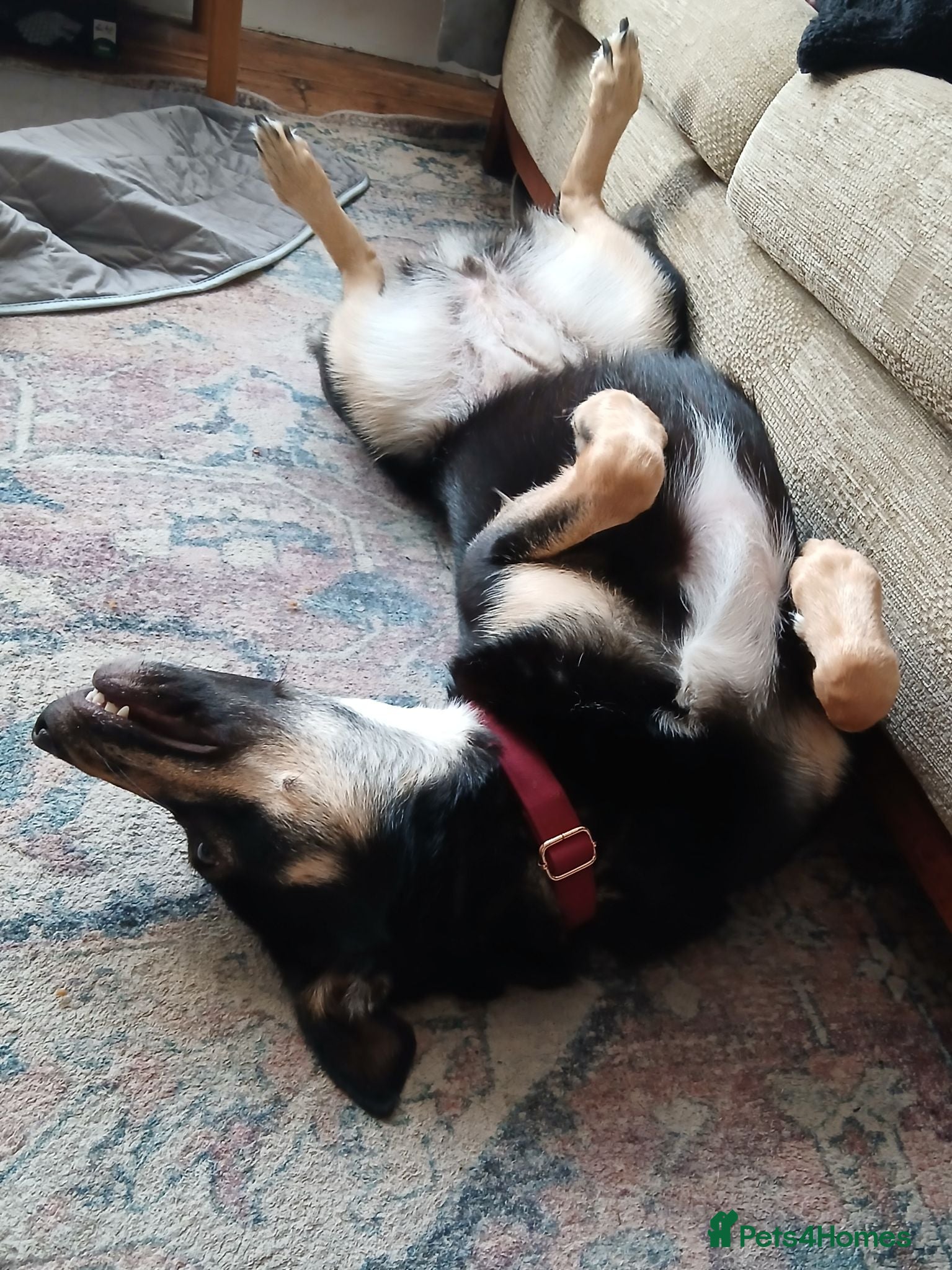 Mixed Breed dogs German shepard cross collie  - Advert 8