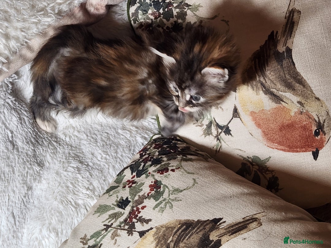 Maine Coon cats for sale:  Ready Now! Maine coon Kittens  - Advert 18