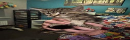 Maine Coon cats for sale: Beautiful, friendly playful Maine Coon cross kits - Advert 16