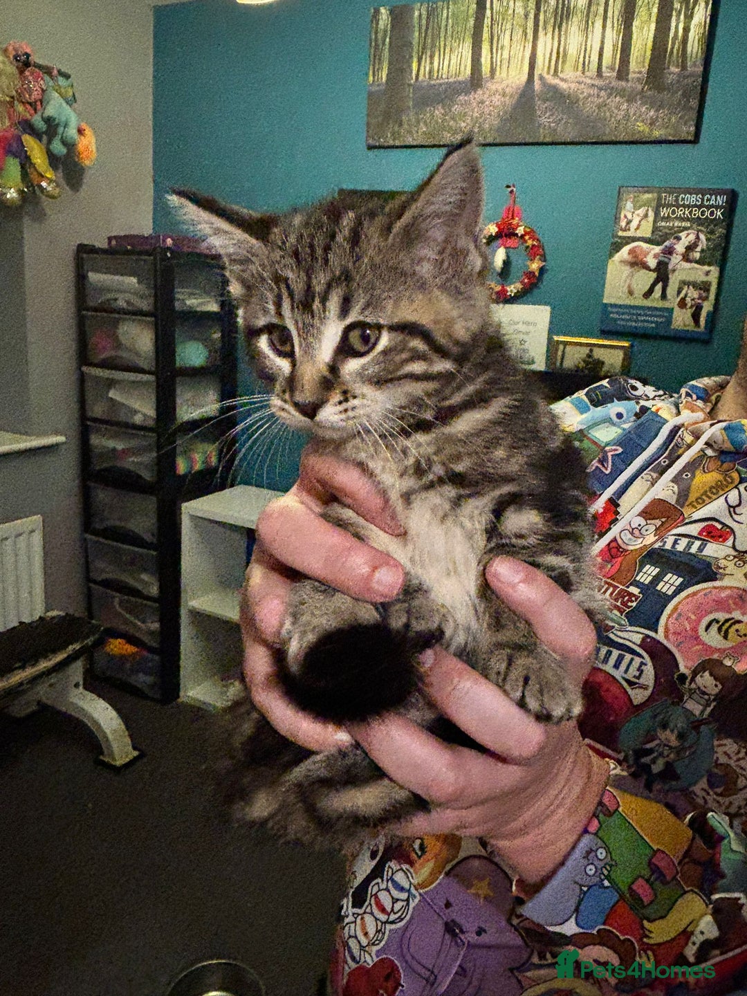 Maine Coon cats for sale: Beautiful, friendly playful Maine Coon cross kits - Advert 16