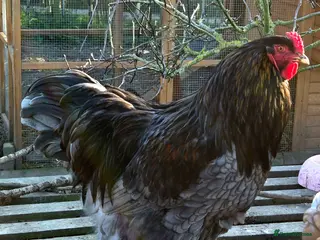Chickens poultry Blue Brahma Purebreed Rooster - Advert 6