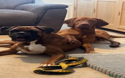 Mixed Breed dogs for sale: Boxsla (Boxer/Vizsla)  - Image 25