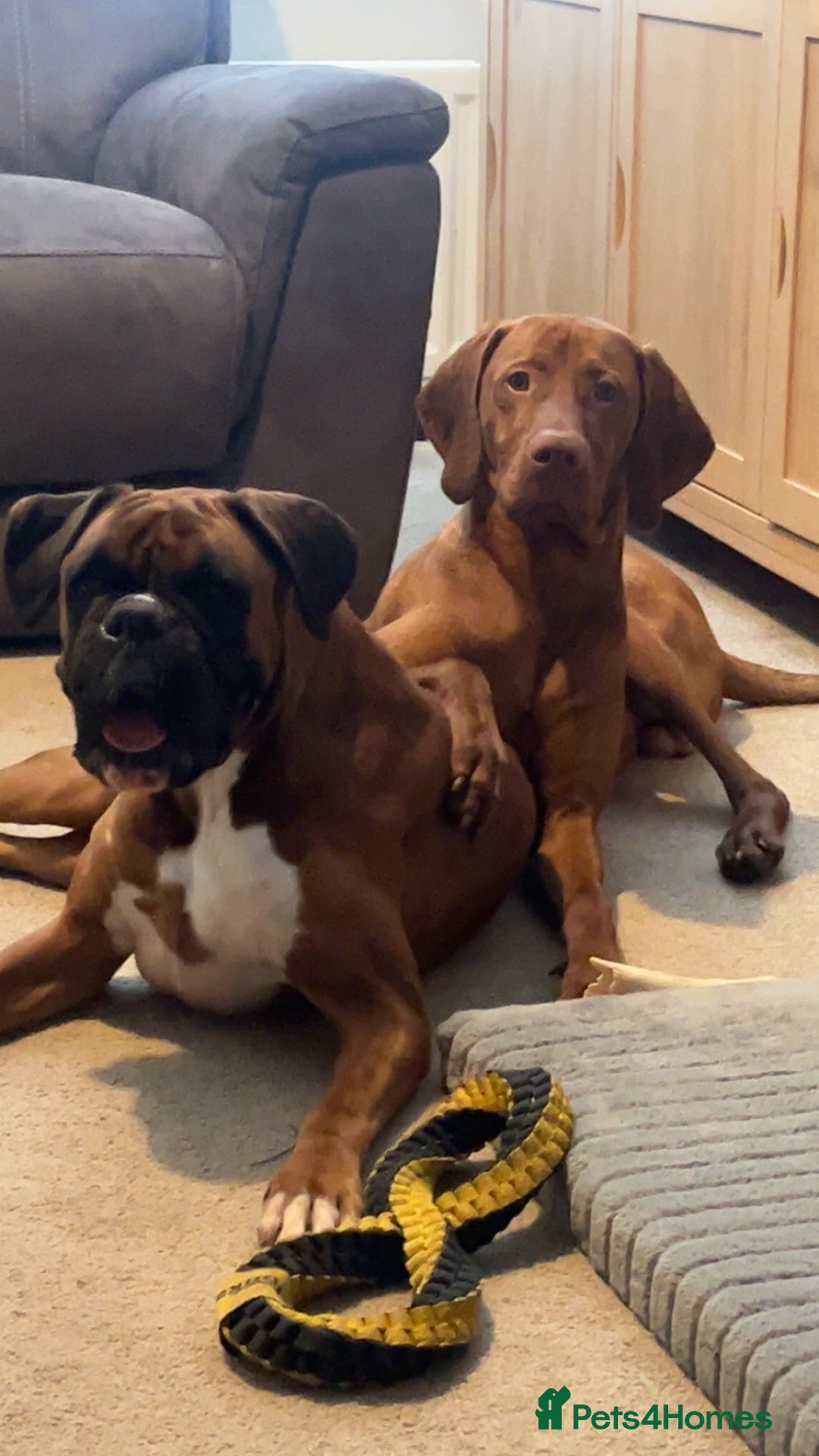 Mixed Breed dogs for sale: Boxsla (Boxer/Vizsla)  - Image 25