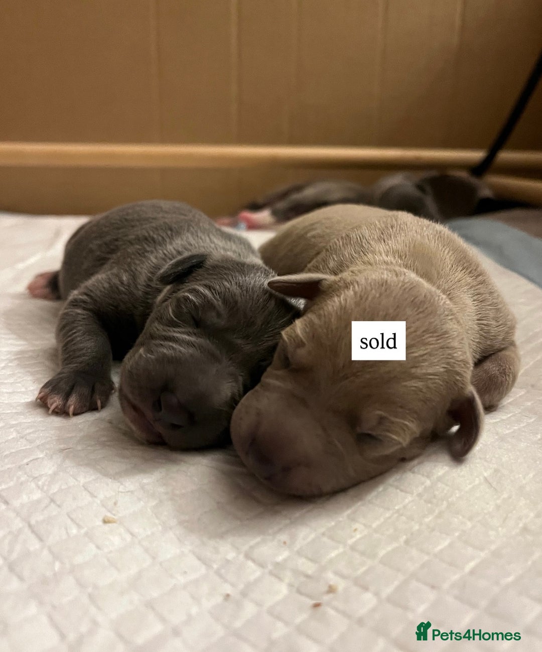 Italian Greyhound dogs for sale: 1 Italian Greyhound Puppy Girl / Bitch For Sale! - Image 8