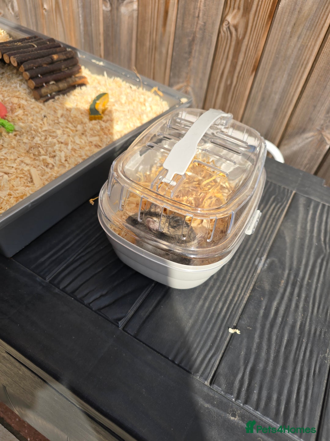 Hamster rodents for sale:  Hamster with Full Setup – Ready to Go! - Image 4