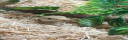 Corn Snake reptiles for sale: Corn Snake Slytherin & Full Setup – £400 ONO - Advert 4