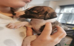 Whippet dogs for sale: Petite whippet puppies  - Image 12