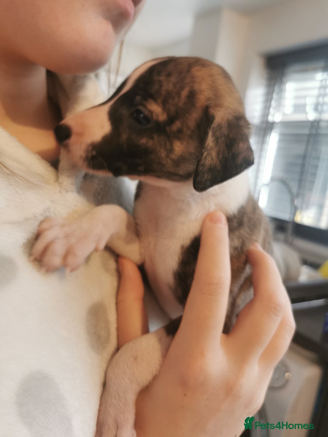 Whippet dogs for sale: Petite whippet puppies  - Image 12