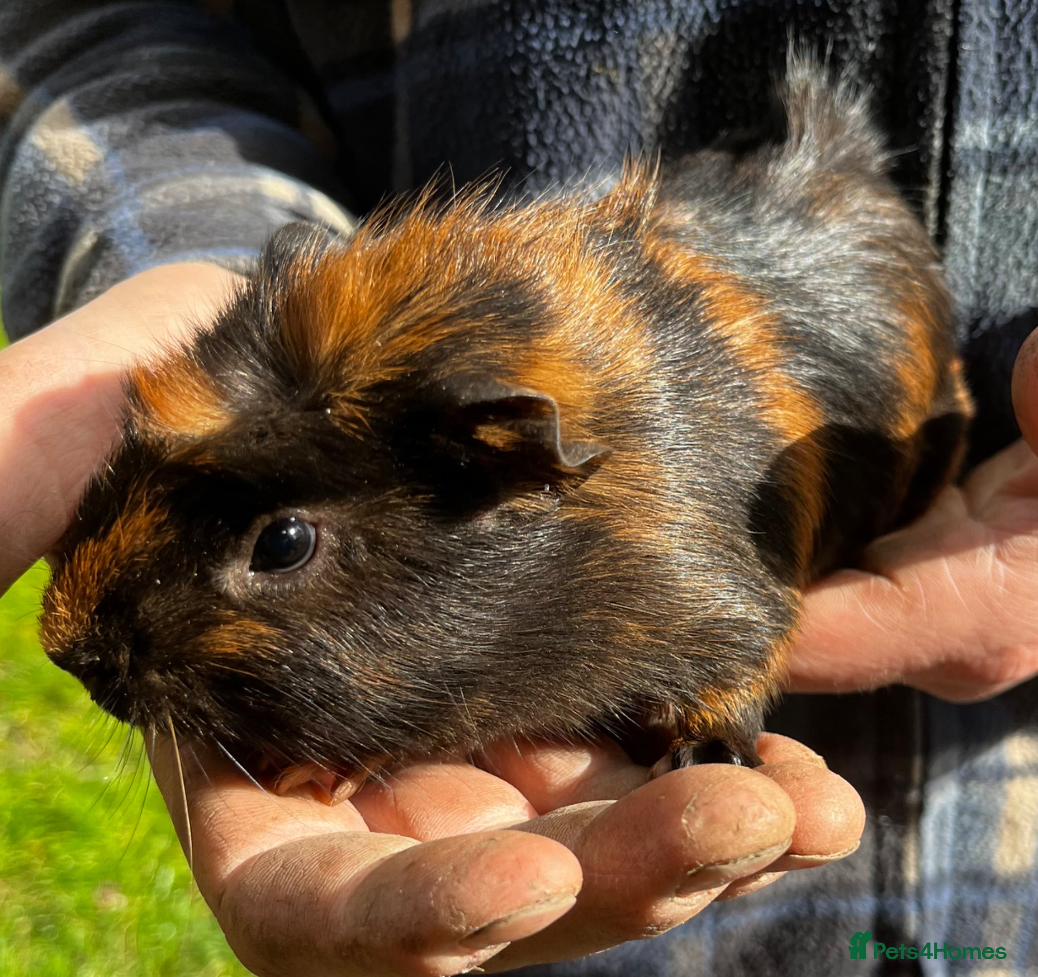 Guinea Pig rodents Beautiful Well Handled Males  - Advert 4