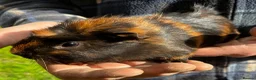 Guinea Pig rodents for sale: Beautiful Well Handled Males  - Advert 1