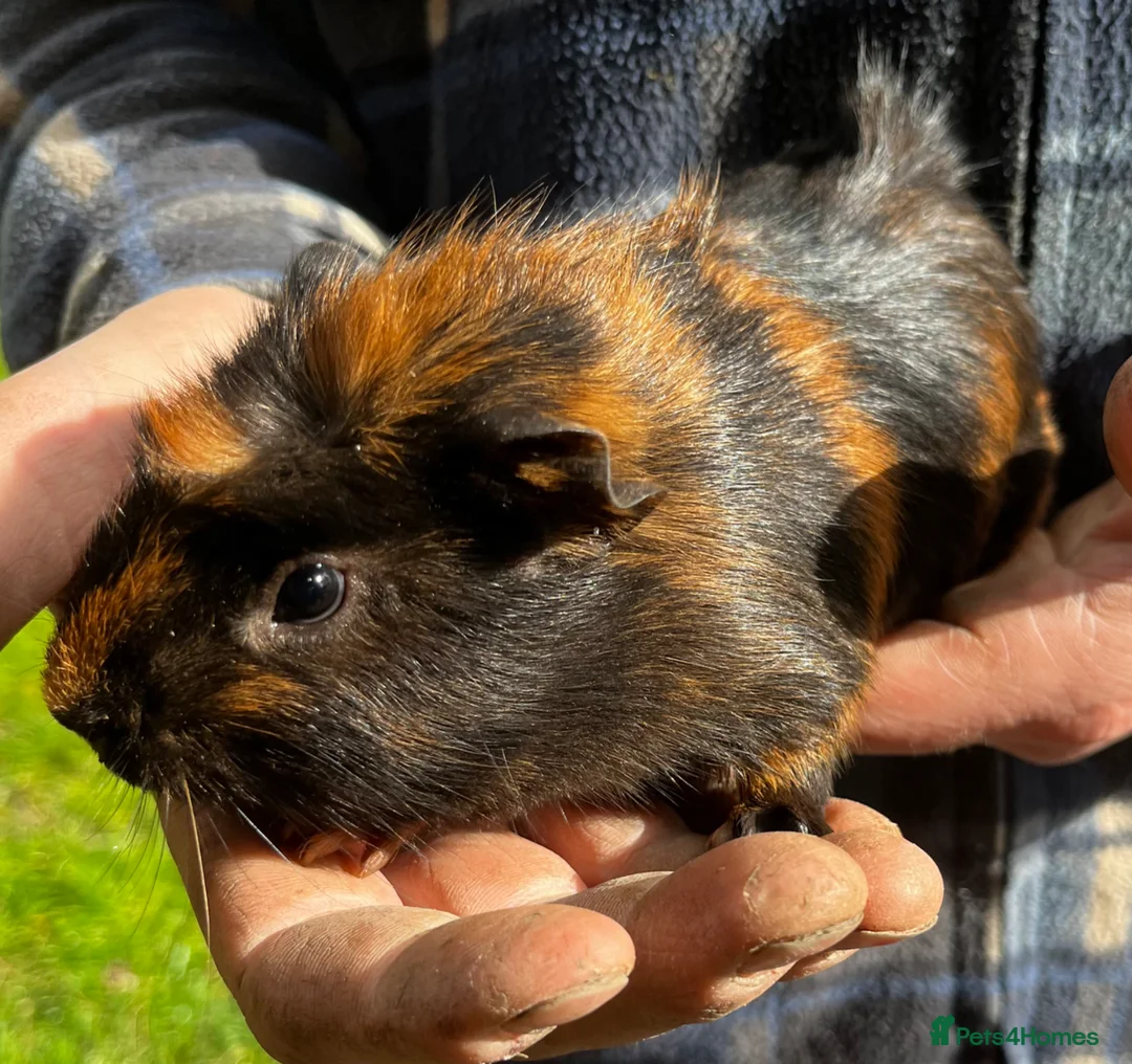 Guinea Pig rodents for sale: Beautiful Well Handled Males  - Advert 1