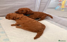 Cockapoo dogs for sale: 4 Stunning Fox Red F1b Toy Cockapoos  - Advert 11