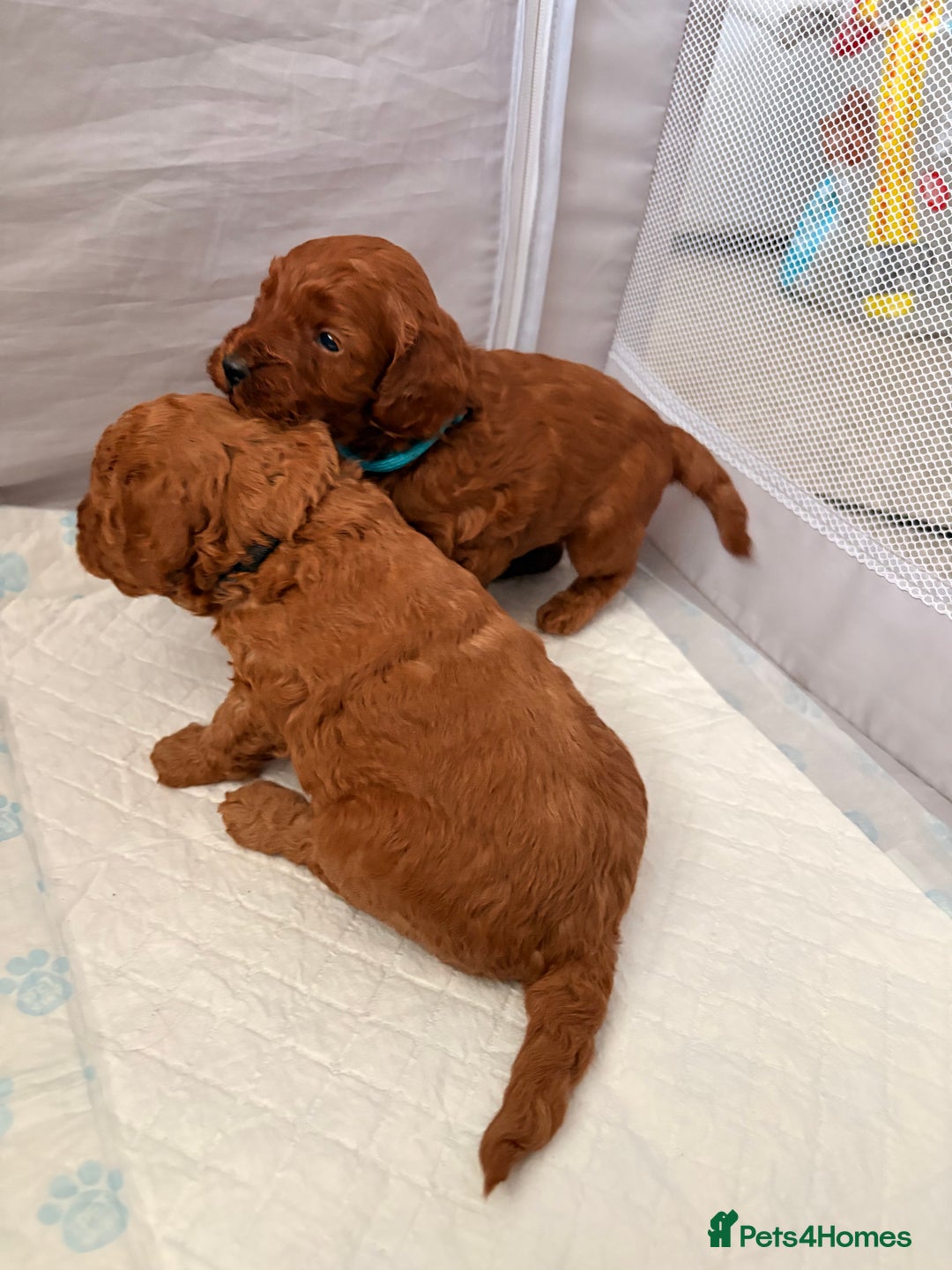 Cockapoo dogs for sale: 4 Stunning Fox Red F1b Toy Cockapoos  - Advert 11