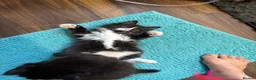 Mixed Breed cats for sale: Half ragdoll kittens! - Advert 19