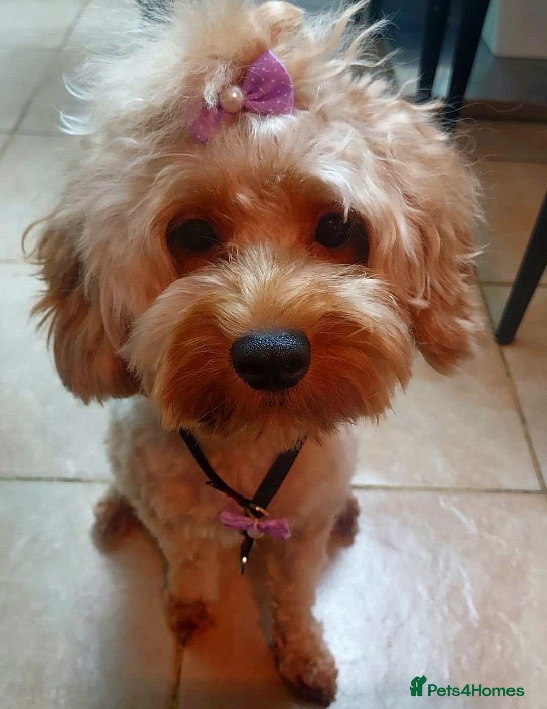 Cavapoo dogs for sale: TOY CAVAPOO GIRL 12 MONTHS  - Advert 1