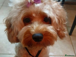 Cavapoo dogs TOY CAVAPOO GIRL 12 MONTHS - Advert 1