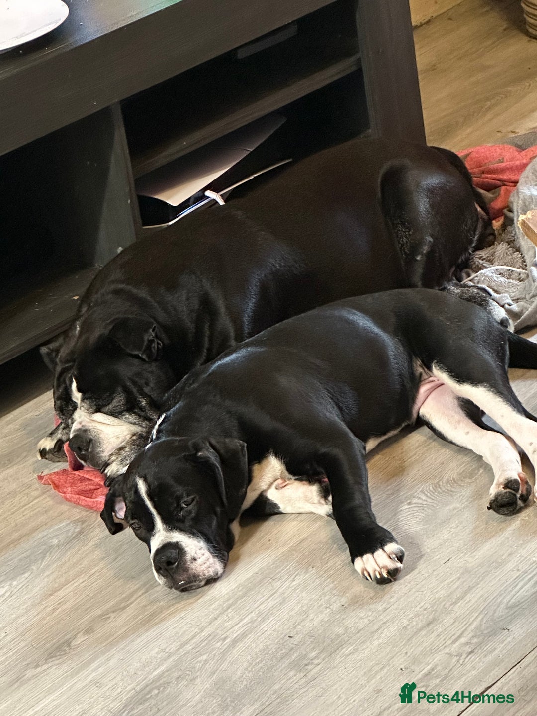 Old Tyme Bulldog dogs for sale: Old Tyme bulldog puppy ( free )  - Image 2