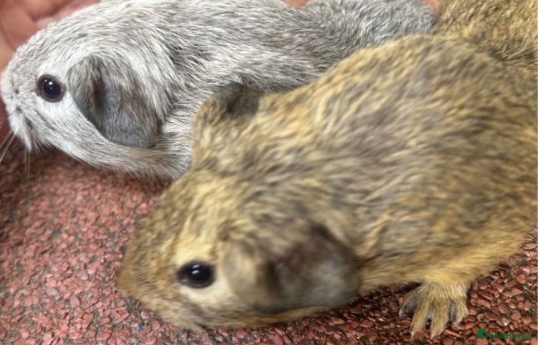 Guinea Pig rodents Guinea pig babies  - Advert 2