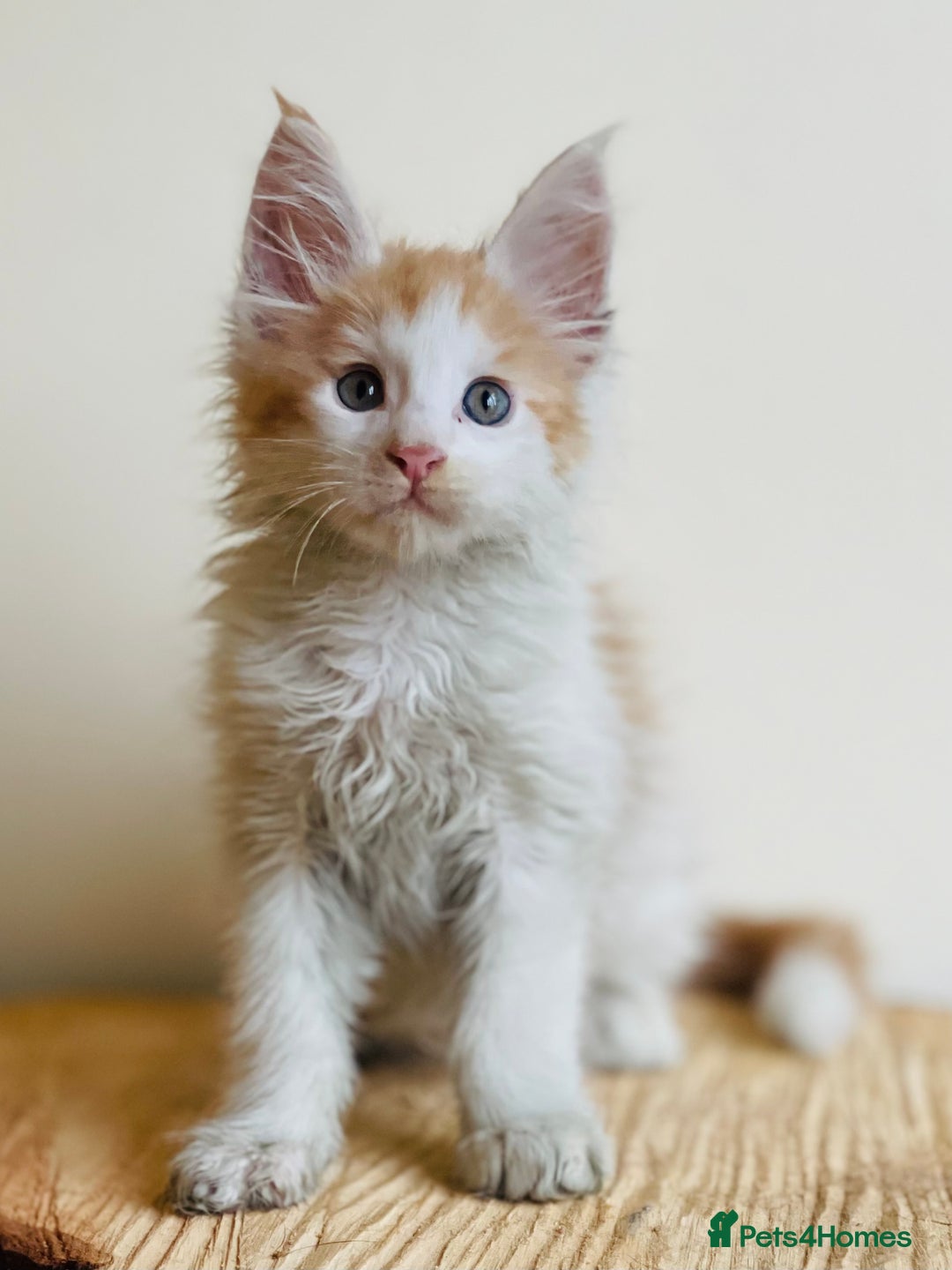 Maine Coon cats for sale: Beautiful pure bread Maine Coon kittens - Image 24