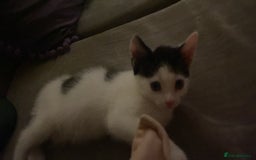 Ragcoon cats for sale: Cute male kitten last in litter  - Image 5