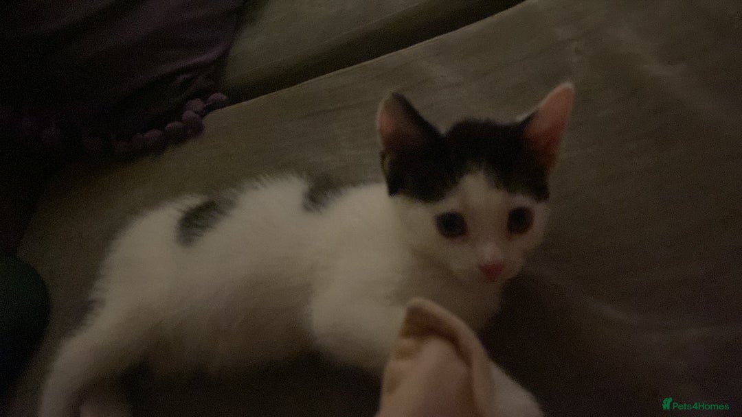 Ragcoon cats for sale: Cute male kitten last in litter  - Image 5