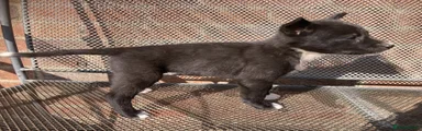 Australian Kelpie 5