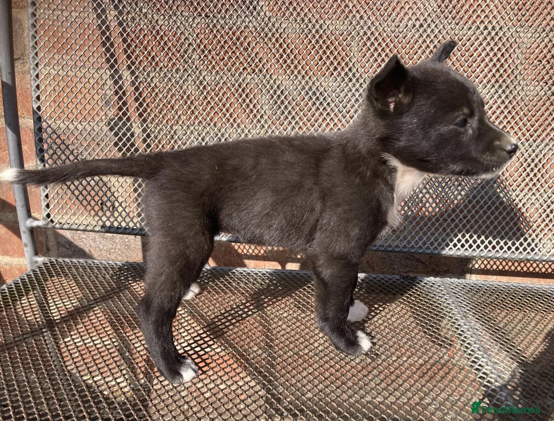 Australian Kelpie dogs for sale: Kelpie x Collie Farm Bred & Reared Pups - Advert 2
