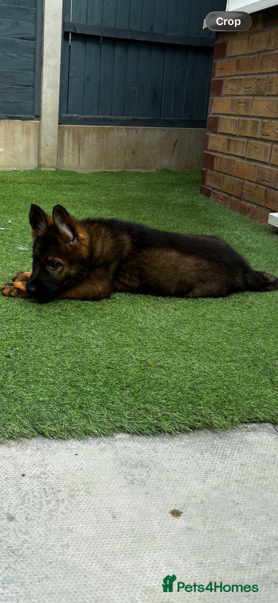German Shepherd dogs KC Czech working line German shepherd puppies  - Advert 1