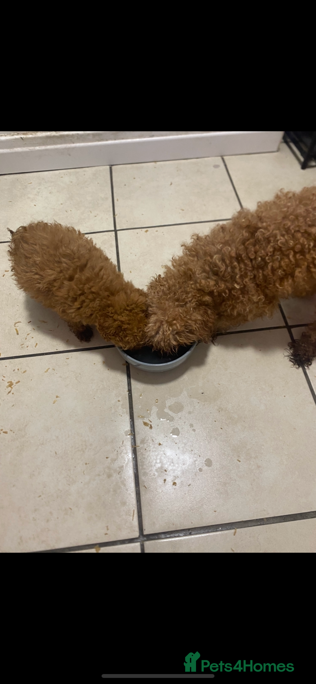 Toy Poodle dogs for sale: Toy poodle puppies  - Advert 4