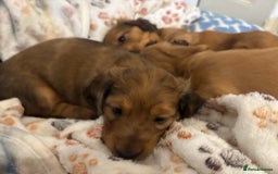 Dachshund dogs for sale: 2 American Red Long Haired Dachshund Puppies - Image 7