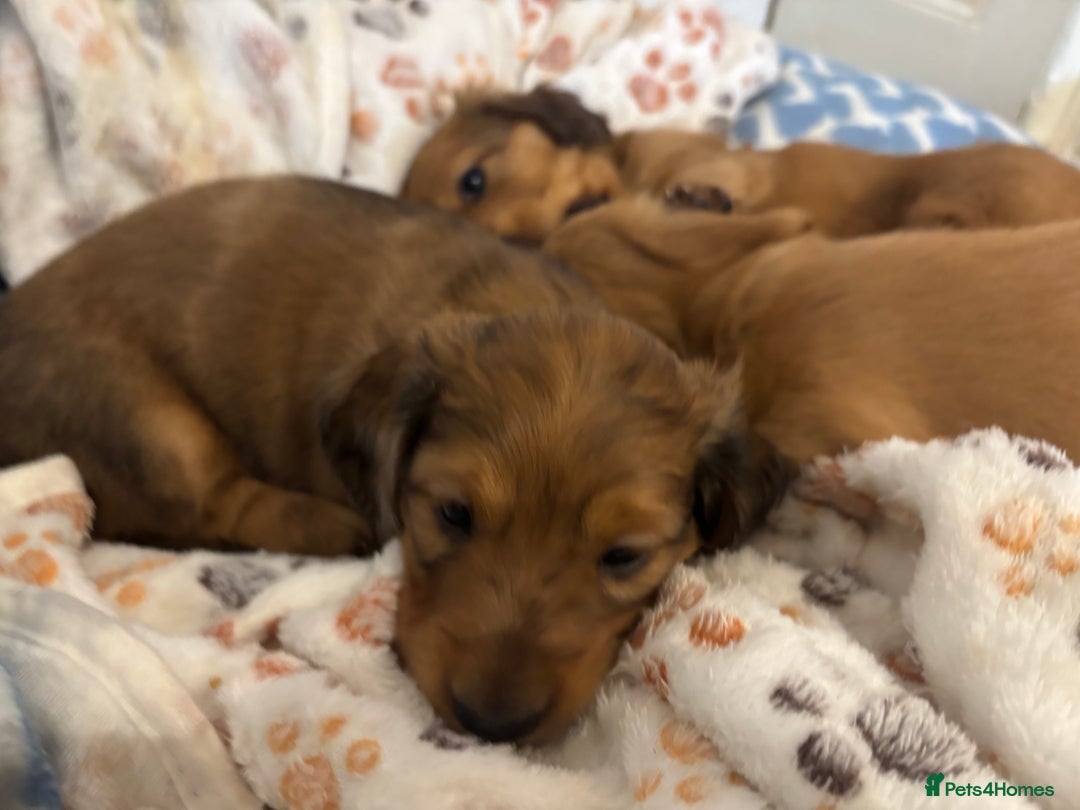 Dachshund dogs for sale: 2 American Red Long Haired Dachshund Puppies - Image 7