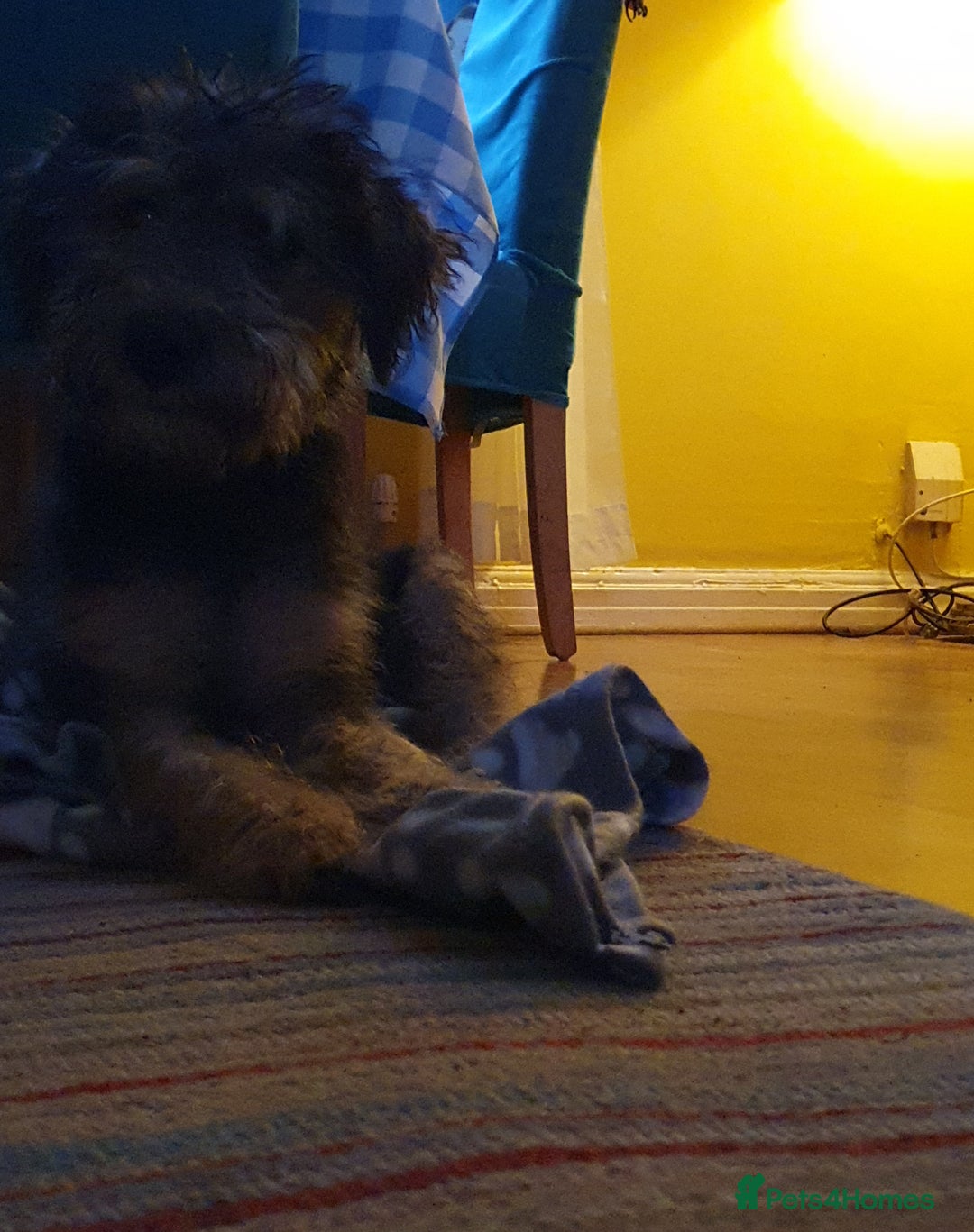 Mixed Breed dogs for sale: A loving home required!  - Image 3