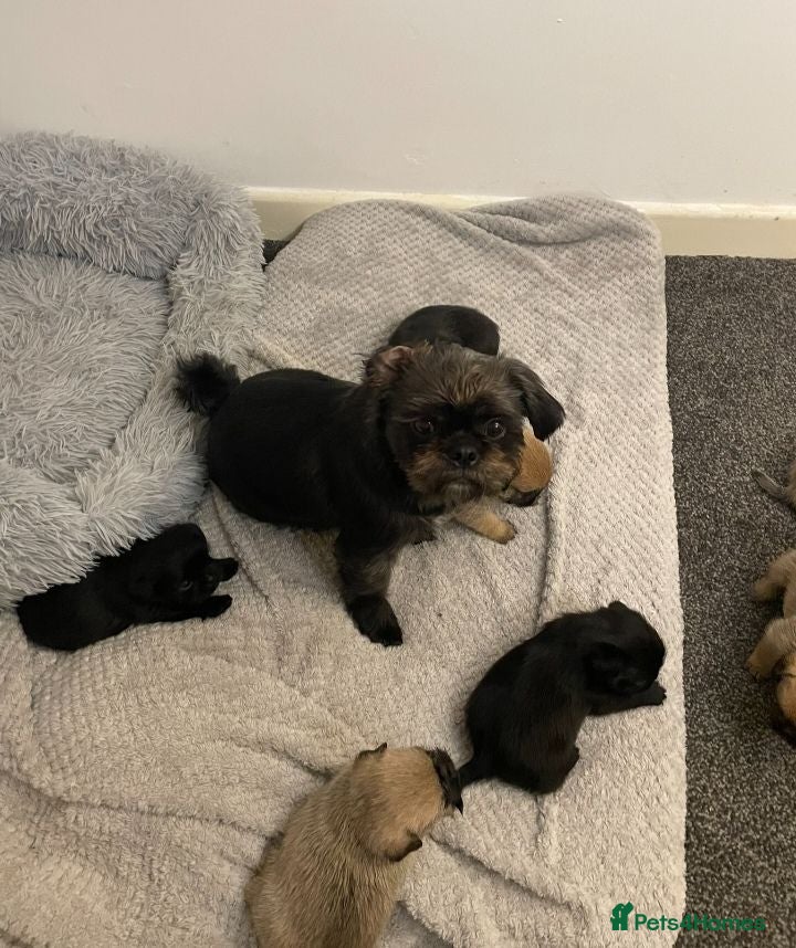 Shih Tzu dogs 8 beautiful shih-tzu pups  - Advert 1